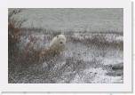 025 Polar bear 6 * This young bear was trying to decide if it was safe to come visit us. * 744 x 492 * (187KB)